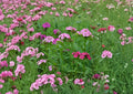 Sweet William Seeds 200+ Pack, Dianthus barbatus, Heirloom, Non-GMO, Perennial, Mixed Colors, Fragrant Flower Garden Seeds