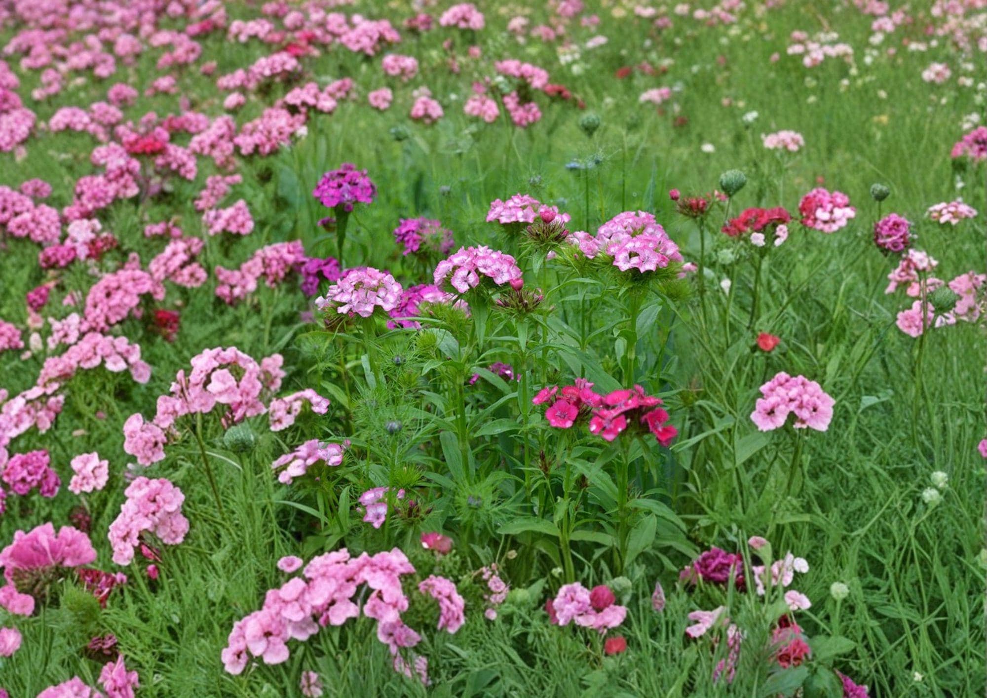 Sweet William Seeds 200+ Pack, Dianthus barbatus, Heirloom, Non-GMO, Perennial, Mixed Colors, Fragrant Flower Garden Seeds