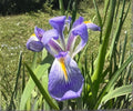 Blue Flag Louisiana Iris Live Pond Plant – Hardy Indigo Aquatic Marginal Flower Garden – Louisiana Iris (Iris versicolor)