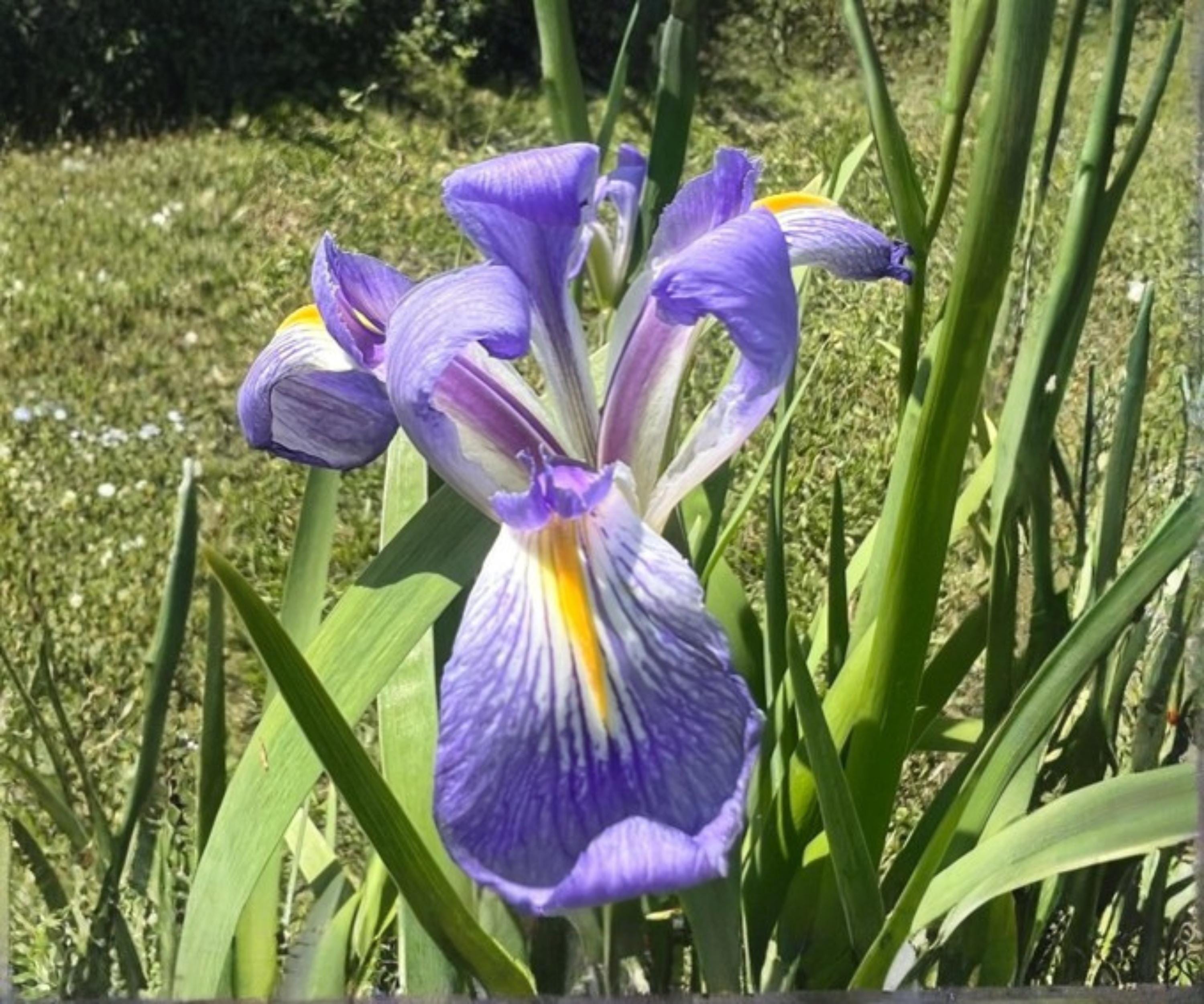 Blue Flag Louisiana Iris Live Pond Plant – Hardy Indigo Aquatic Marginal Flower Garden – Louisiana Iris (Iris versicolor)