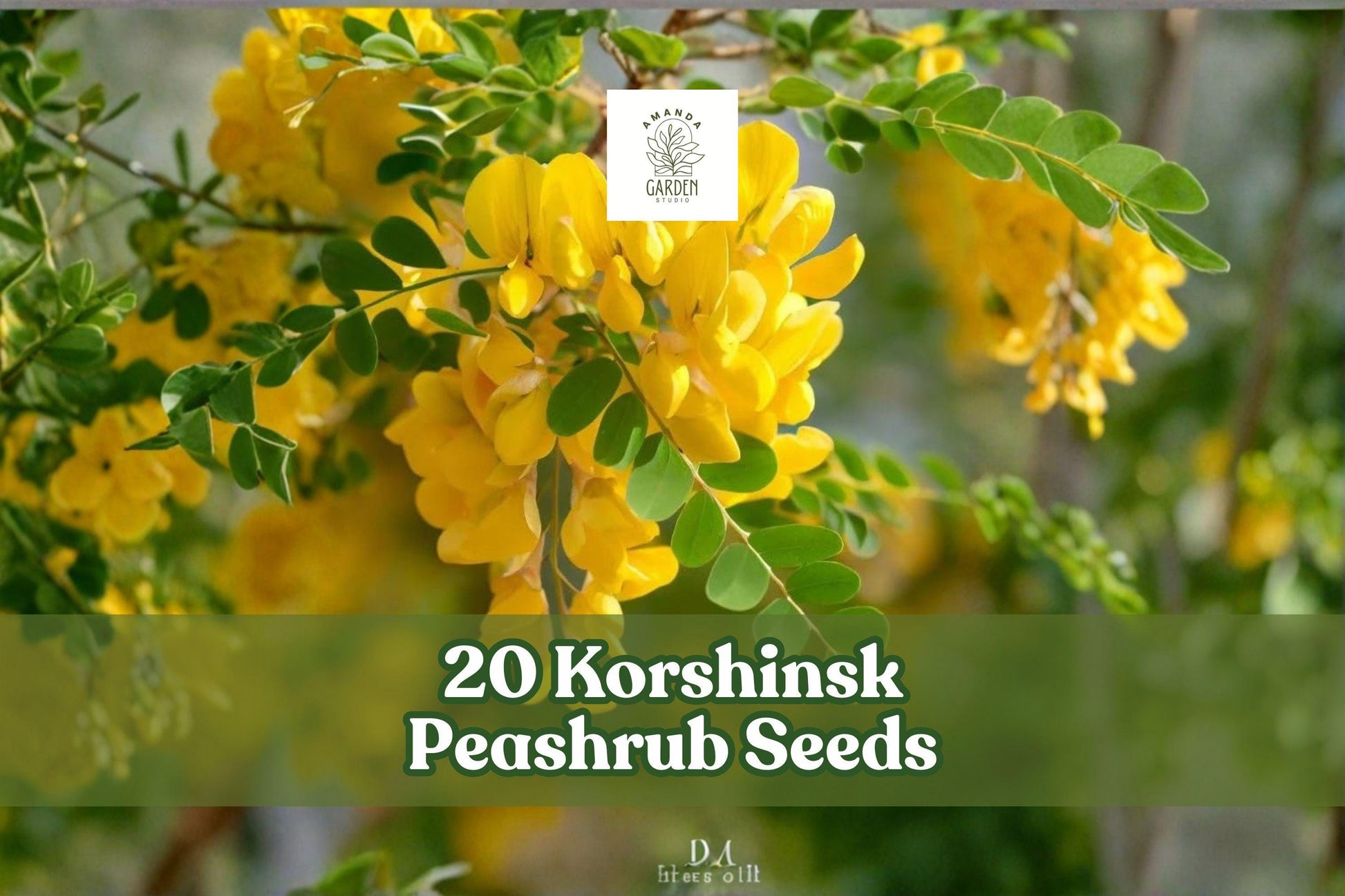 20 Korshinsk Peashrub Seeds – Hardy Shrub, Caragana korshinskii, Ornamental Landscape Plant, Yellow Flowers, Full Sun