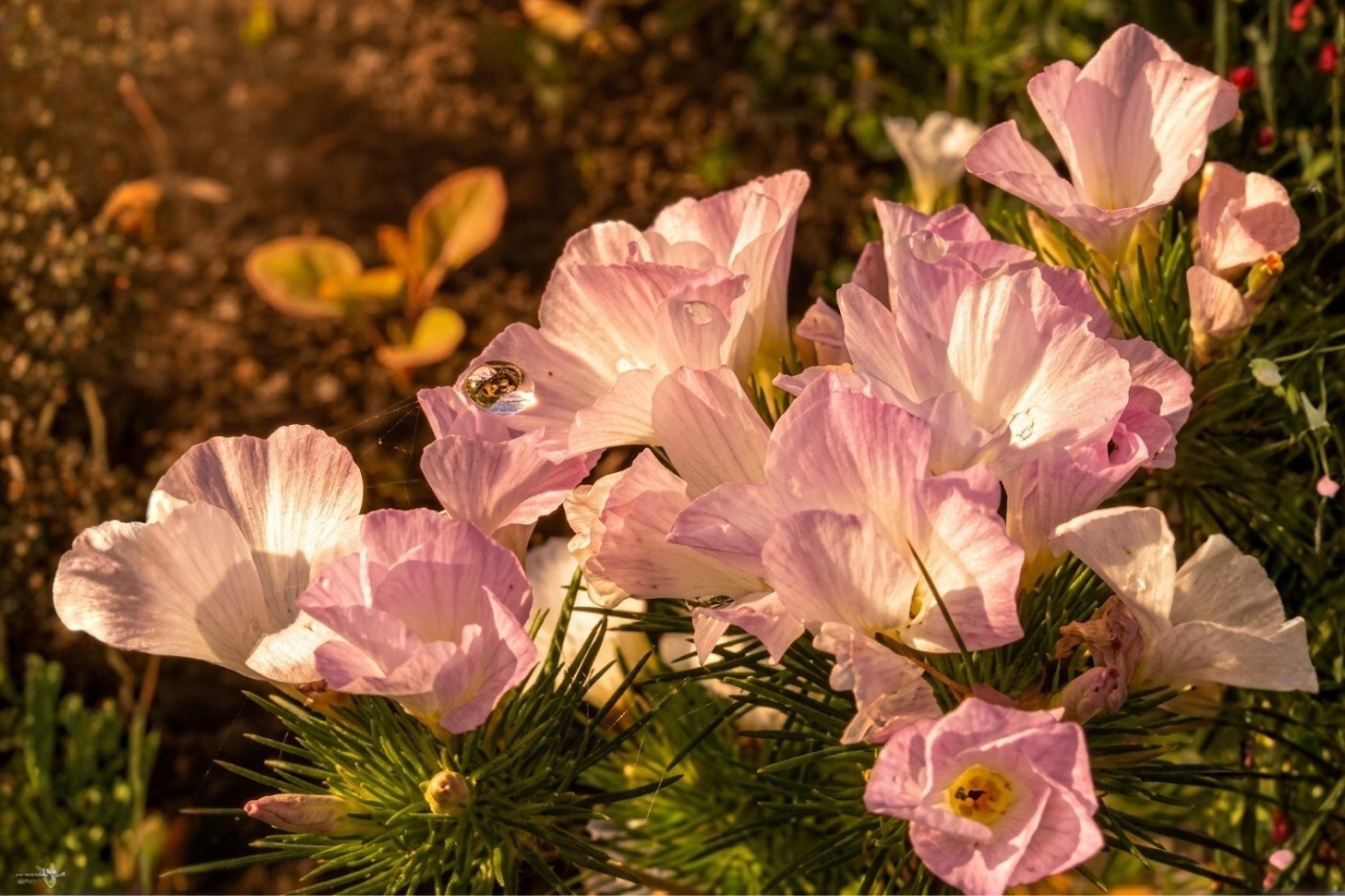 American Bugleweed Seeds (500) - Native Wildflower with Pink, White & Lavender Blooms - Ajuga reptans