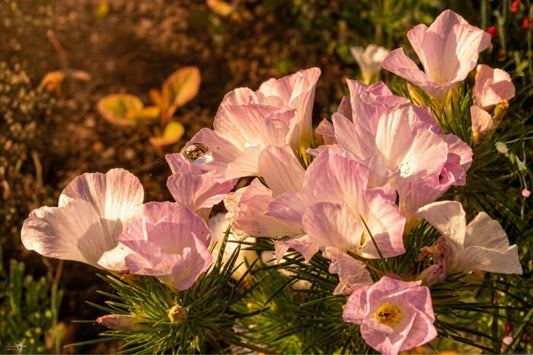 American Bugleweed Seeds (500) - Native Wildflower with Pink, White & Lavender Blooms - Ajuga reptans