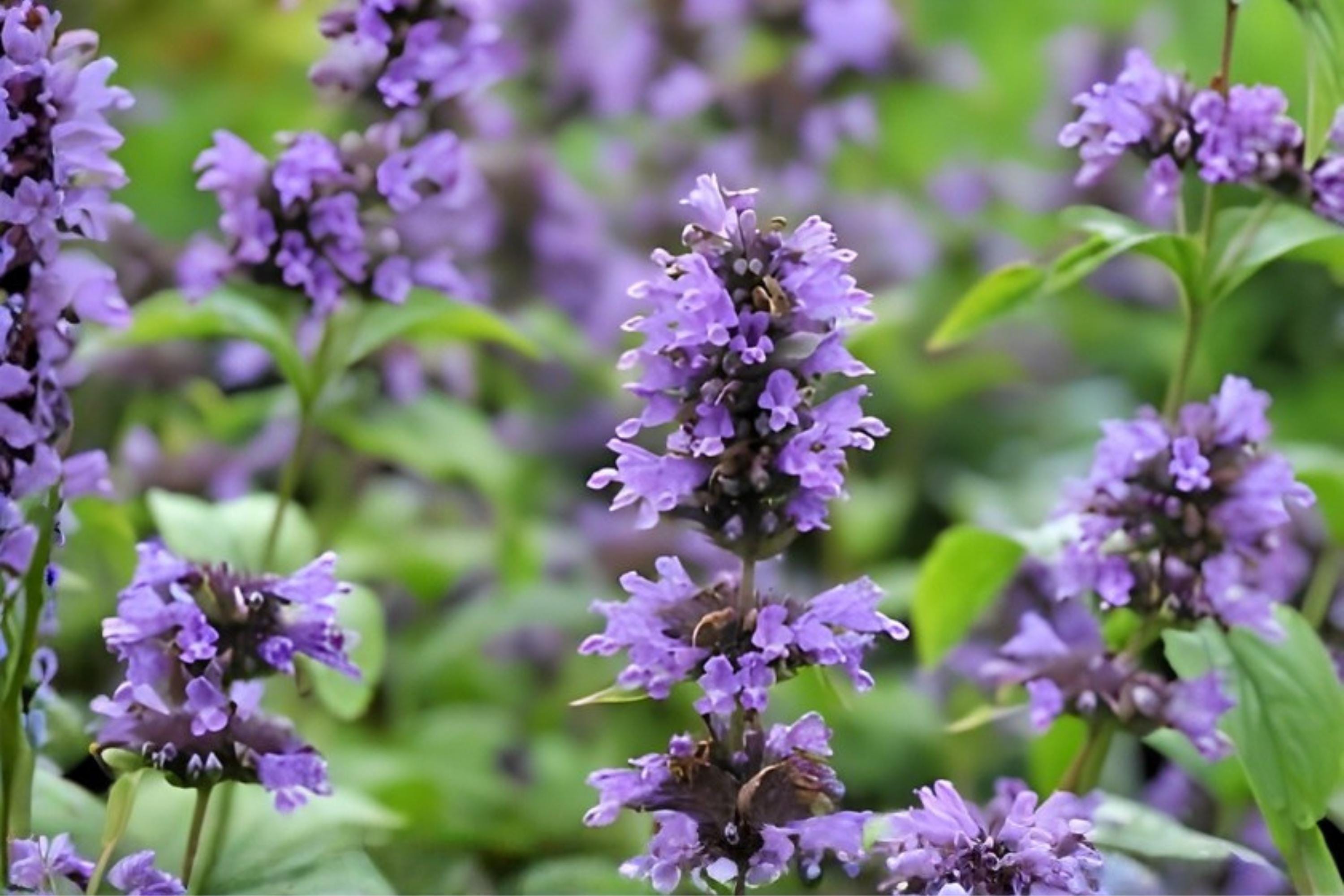 Anise Hyssop Seeds 100 Pack | Agastache foeniculum | Fragrant Native Herb for Pollinators & Herb Gardens
