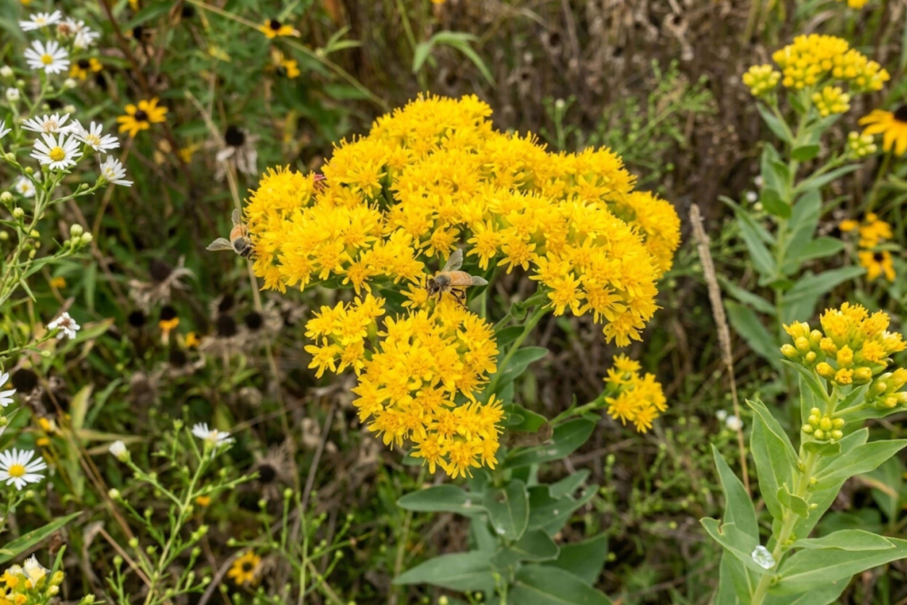 Stiff Goldenrod Seeds 100 Pack | Native Wildflower for Pollinators & Prairie Gardens | Solidago rigida