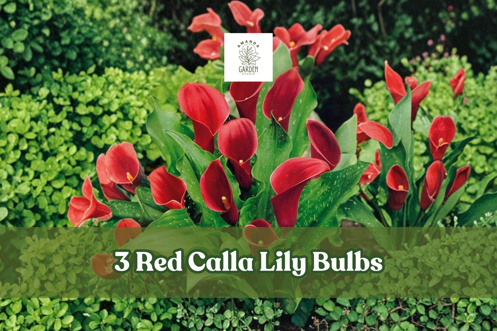 Red Calla Lily Rhizomes Pack – Zantedeschia Elegant Flower Bulbs for Garden & Indoor Growth