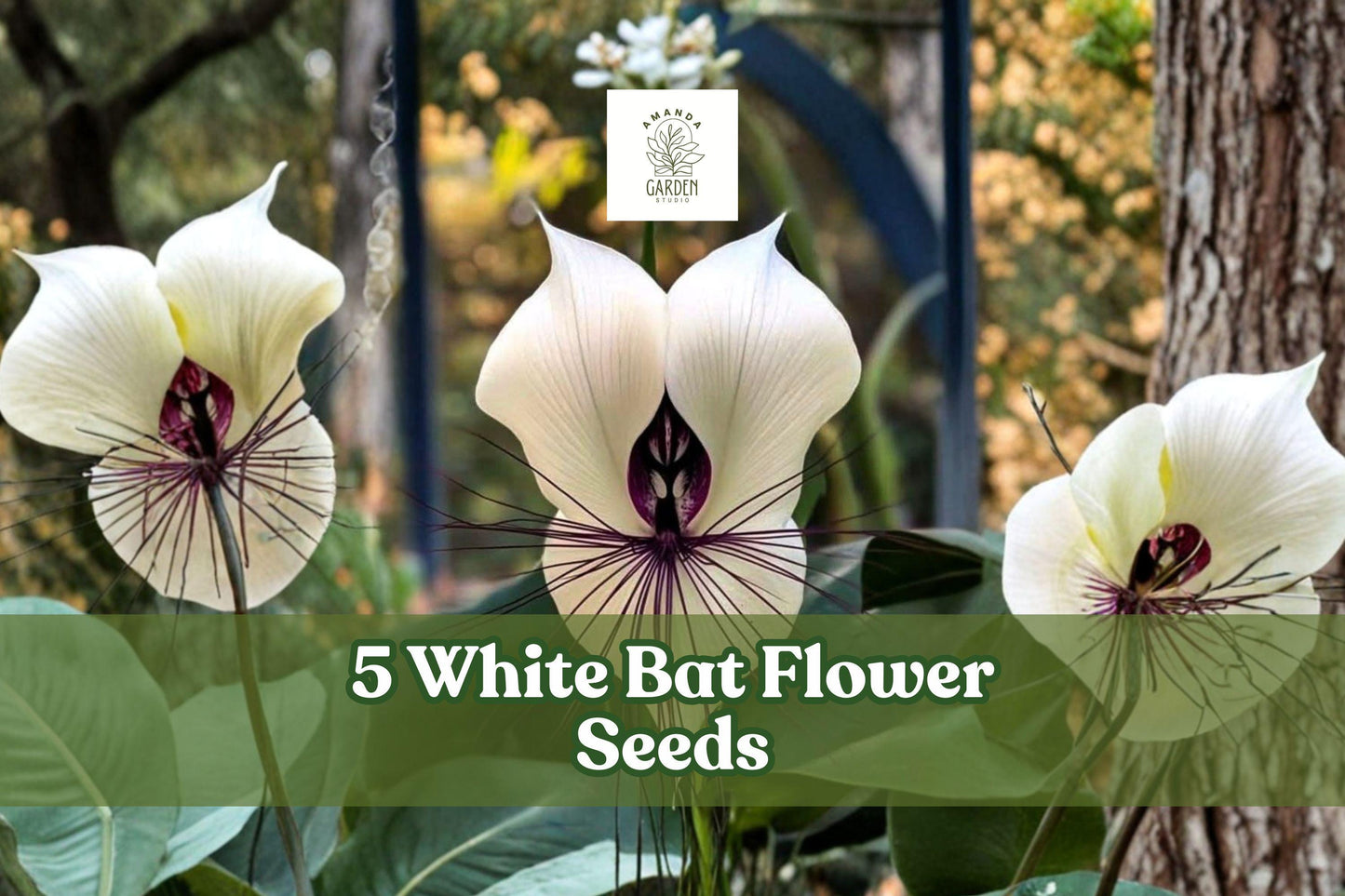 White Bat Flower Seeds, Tacca integrifolia, Rare Tropical Plant, Exotic White Bat-Shaped Blooms, Indoor & Shaded Garden, 5 Seeds