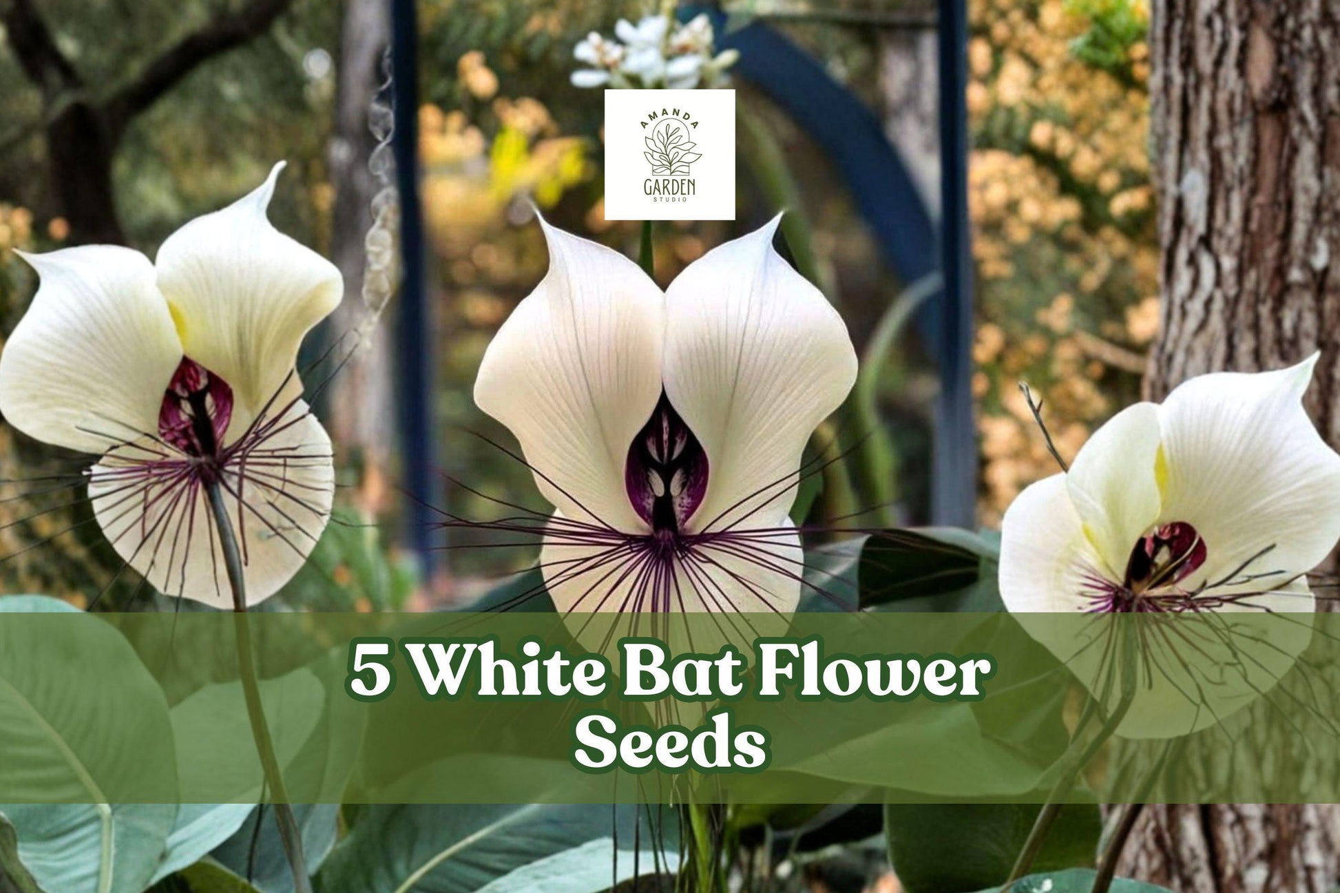 White Bat Flower Seeds, Tacca integrifolia, Rare Tropical Plant, Exotic White Bat-Shaped Blooms, Indoor & Shaded Garden, 5 Seeds