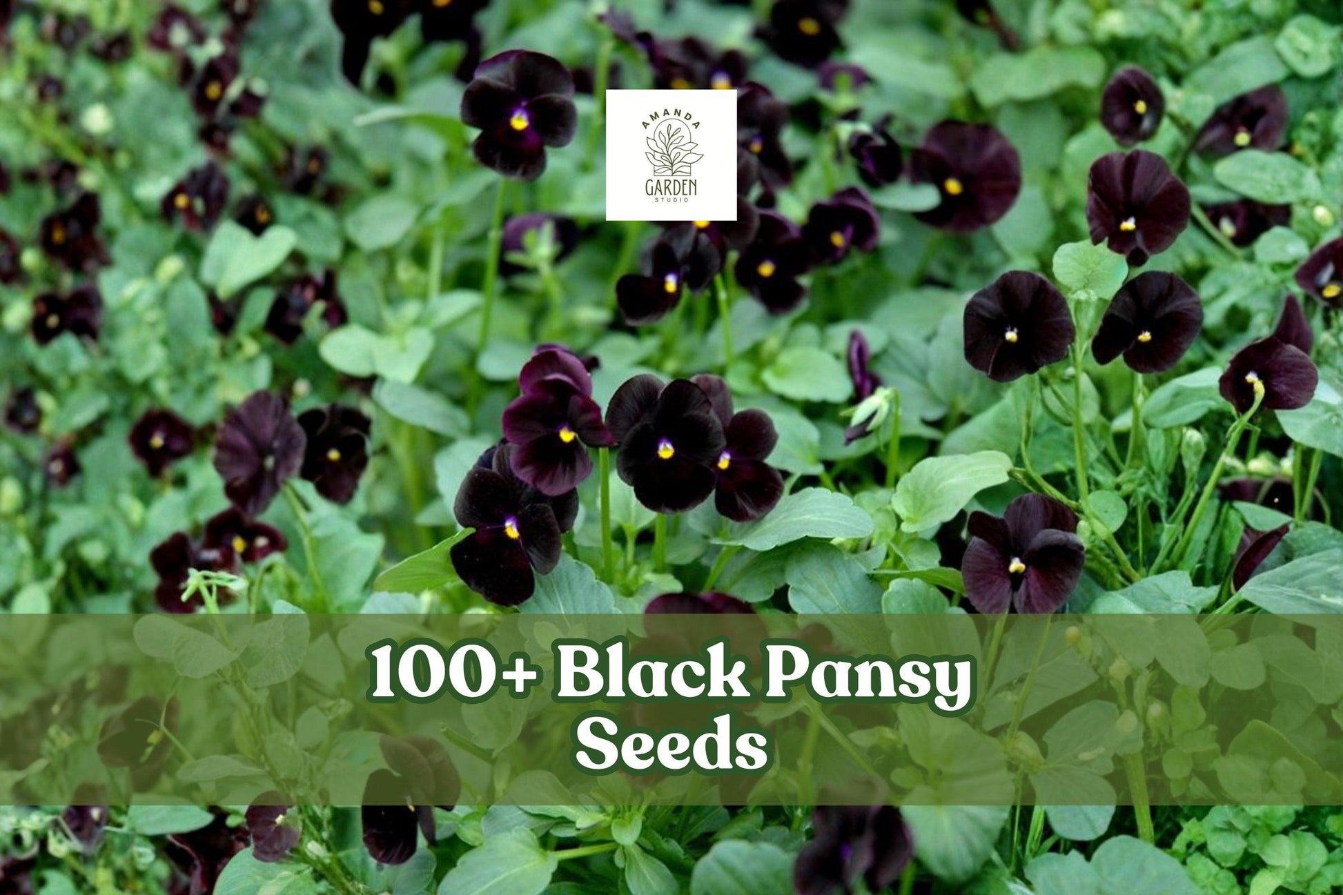 Black Pansy Seeds – Viola × wittrockiana, Dark Purple Flower for Garden Beds & Containers, Easy to Grow, 100+ Seeds