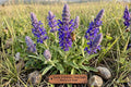 Blue Sage Seeds (100) | Salvia farinacea, Easy to Grow, Pollinator & Border Plant