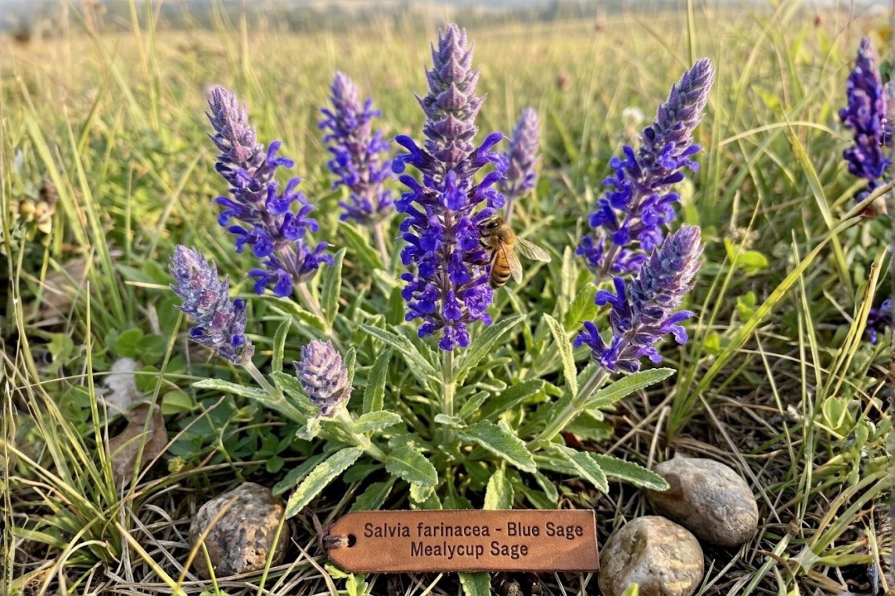 Blue Sage Seeds (100) | Salvia farinacea, Easy to Grow, Pollinator & Border Plant