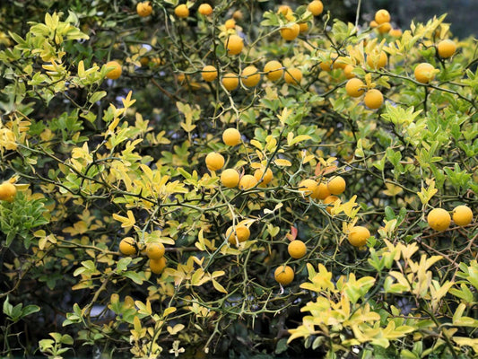 Hardy Orange Seedlings – 5 Live Citrus Trifoliata Fruit Trees, Cold Hardy, Ornamental & Edible, Bare Root 3-7 Inches