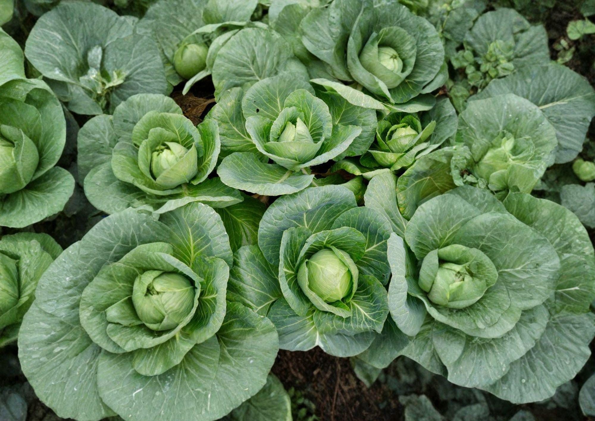 All Seasons Cabbage Seeds, Heirloom Non-GMO, Hardy Green Heads, High Yield Brassica Oleracea Vegetable Seeds