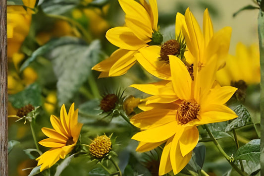 Maximilian Sunflower Seeds – Native Helianthus maximiliani for Prairie Gardens, Borders, Pollinator Habitats, Drought Tolerant, 50 Seeds