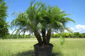 Pygmy Date Palm Seeds, Phoenix roebelenii, Indoor & Patio Ornamental, Pack of 5