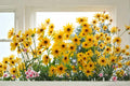 Maximilian Sunflower Seeds – Helianthus maximiliani – Perennial Wildflower for Pollinator Gardens