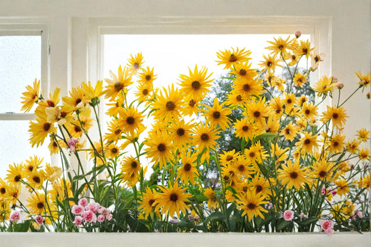 Maximilian Sunflower Seeds – Helianthus maximiliani – Perennial Wildflower for Pollinator Gardens