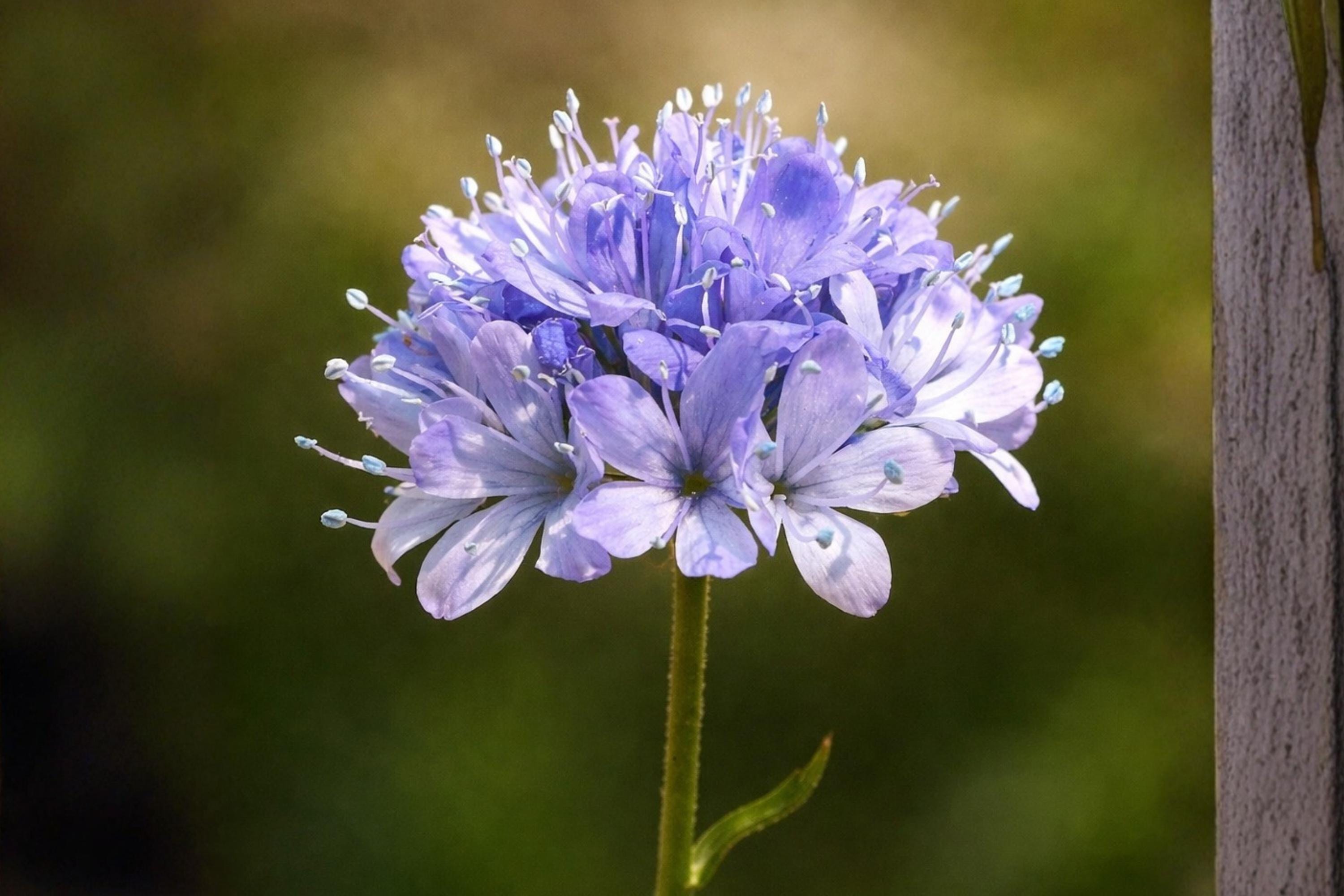 Globe Gilia Seeds 100 Pack - Blue Flower Wildflower Seeds for Pollinator Gardens & Borders - Gilia capitata