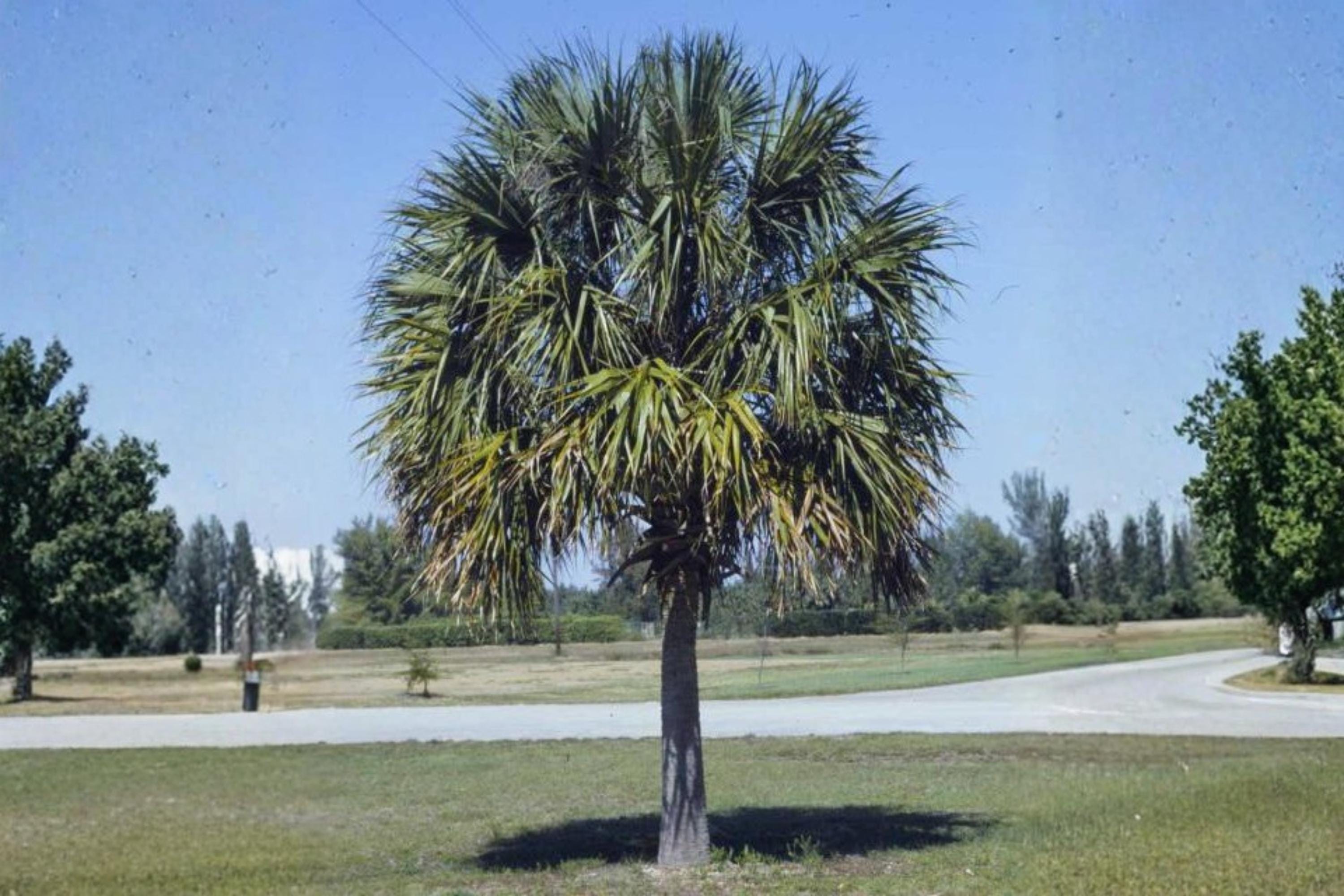 Cabbage Palm Seeds – Sabal palmetto – Hardy Evergreen Fan Palm with Creamy White Flowers – Coastal and Subtropical Landscape Plant