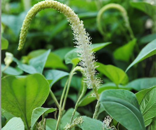 Live Lizards Tail Pond Marginal Plant – Saururus Cernuus, White Flowers, Hardy Aquatic Bog Plant for Water Gardens