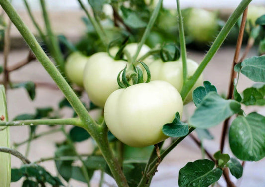 Great White Tomato Seeds – Heirloom Non-GMO Solanum Lycopersicum Large Pale Beefsteak Garden Seeds