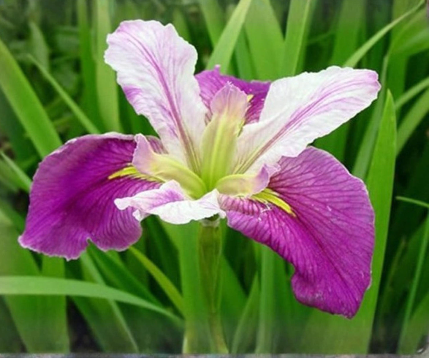 Live Louisiana Iris ‘Colorific’ – Hardy Aquatic Marginal Pond Plant with Red, Purple, White Flowers