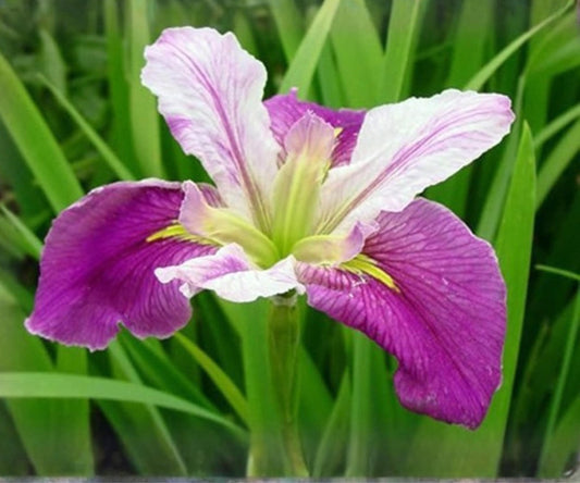 Live Louisiana Iris ‘Colorific’ – Hardy Aquatic Marginal Pond Plant with Red, Purple, White Flowers