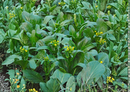 Yu Choy Choi Sum Seeds – 500+ Heirloom Non-GMO Chinese Green Brassica Vegetable Seeds for Easy Garden Growth