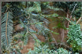 European Silver Fir Seeds – Abies alba Evergreen Conifer Tree for Cold Climates, Needle Foliage, Upright Cones