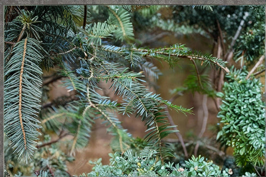 European Silver Fir Seeds – Abies alba Evergreen Conifer Tree for Cold Climates, Needle Foliage, Upright Cones