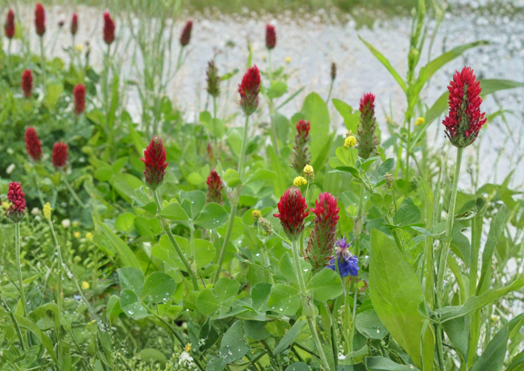 Crimson Clover Seeds 1200+ Heirloom Non-GMO Trifolium Incarnatum Red Cover Crop Pollinator Bee Garden Seeds
