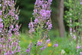 Showy Tick Trefoil Seeds – Desmodium canadense Wildflower, Perennial, Pink to Purple Flowers, Nitrogen-Fixing Prairie Plant