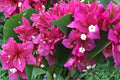 Fuchsia Bougainvillea Cuttings | Bougainvillea spectabilis Tropical Vine | 7 Live Unrooted Cuttings for Trellises & Containers