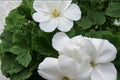 White Zonal Geranium Cuttings - Pelargonium (Pelargonium zonale) - 3 Live Unrooted Flowering Plant Cuttings