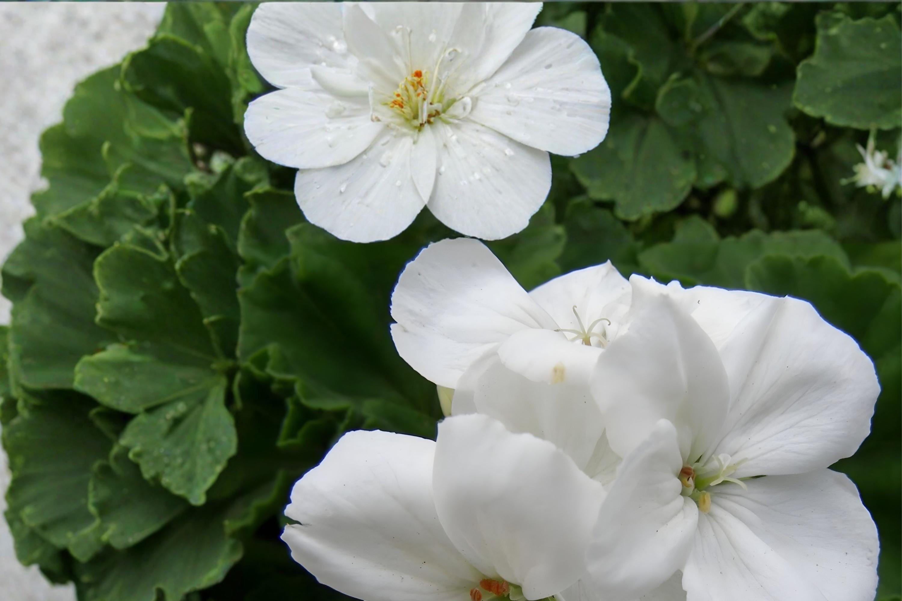 White Zonal Geranium Cuttings - Pelargonium (Pelargonium zonale) - 3 Live Unrooted Flowering Plant Cuttings