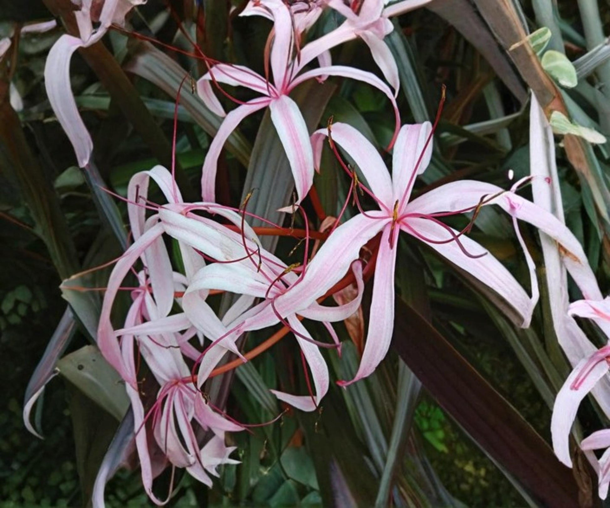 Live Red Bog Lily Plant – Crinum ‘Menehune’ Tropical Aquatic Marginal Pond Plant with Pink Flowers