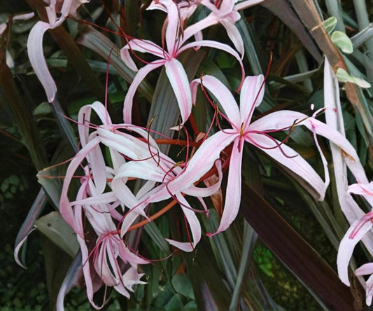 Live Red Bog Lily Plant – Crinum ‘Menehune’ Tropical Aquatic Marginal Pond Plant with Pink Flowers