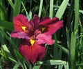 Ann Chowning Louisiana Iris Live Pond Plant – Hardy Aquatic Marginal Red Bog Flower – Water Garden, Pond Edge, Bog Plant