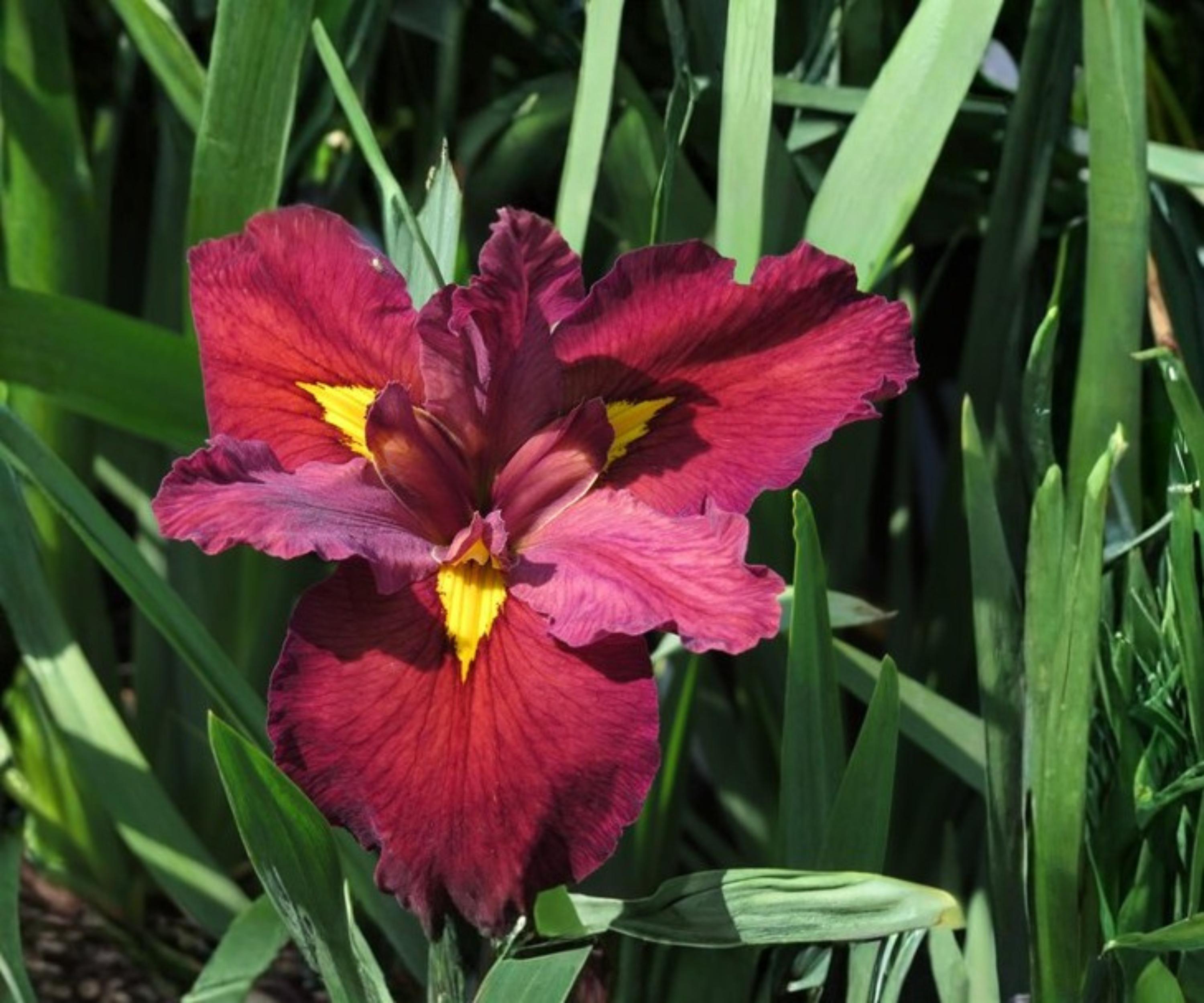 Ann Chowning Louisiana Iris Live Pond Plant – Hardy Aquatic Marginal Red Bog Flower – Water Garden, Pond Edge, Bog Plant