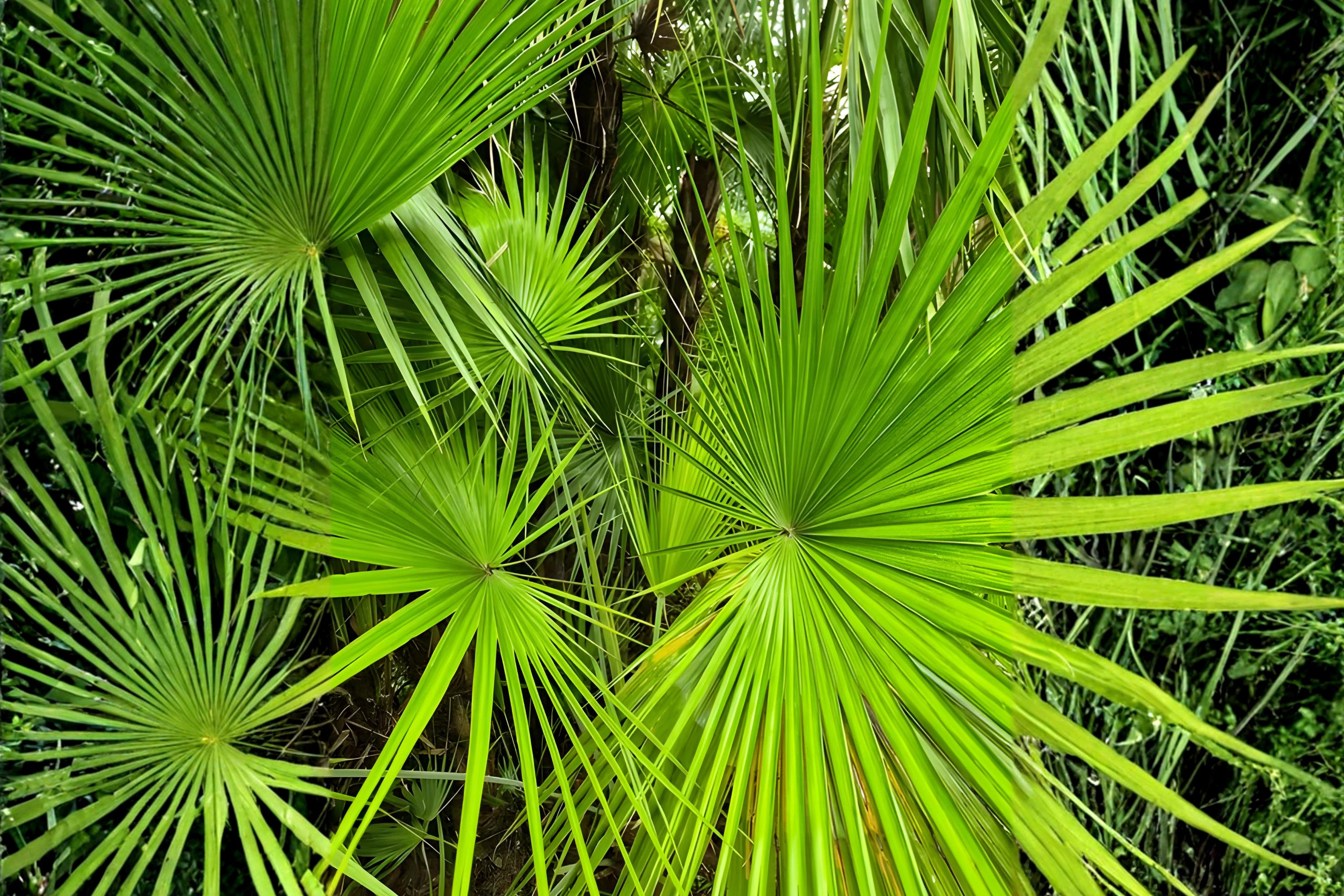 Sabal Palm Seeds, Cabbage Palm, Native Hardy Fan-Shaped Leaves, Sabal palmetto, Coastal Landscaping, Container Growing