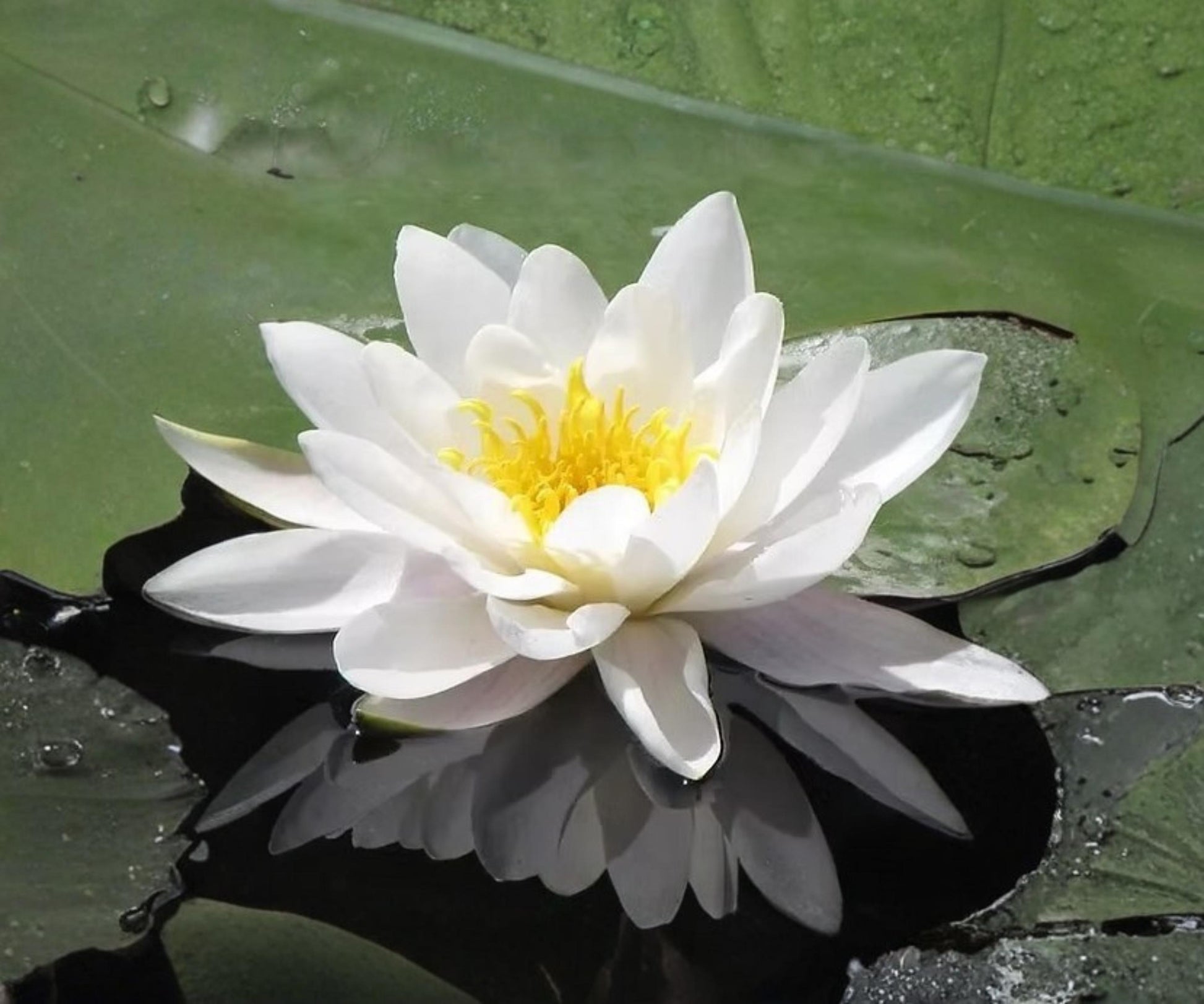 Marliacea Albida Water Lily Live Plant – Hardy White Nymphaea for Ponds & Water Gardens