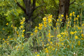 Maximilian Sunflower Seeds – Helianthus maximiliani – Perennial Wildflower with Bright Yellow Daisy-Like Blooms for Pollinator Gardens