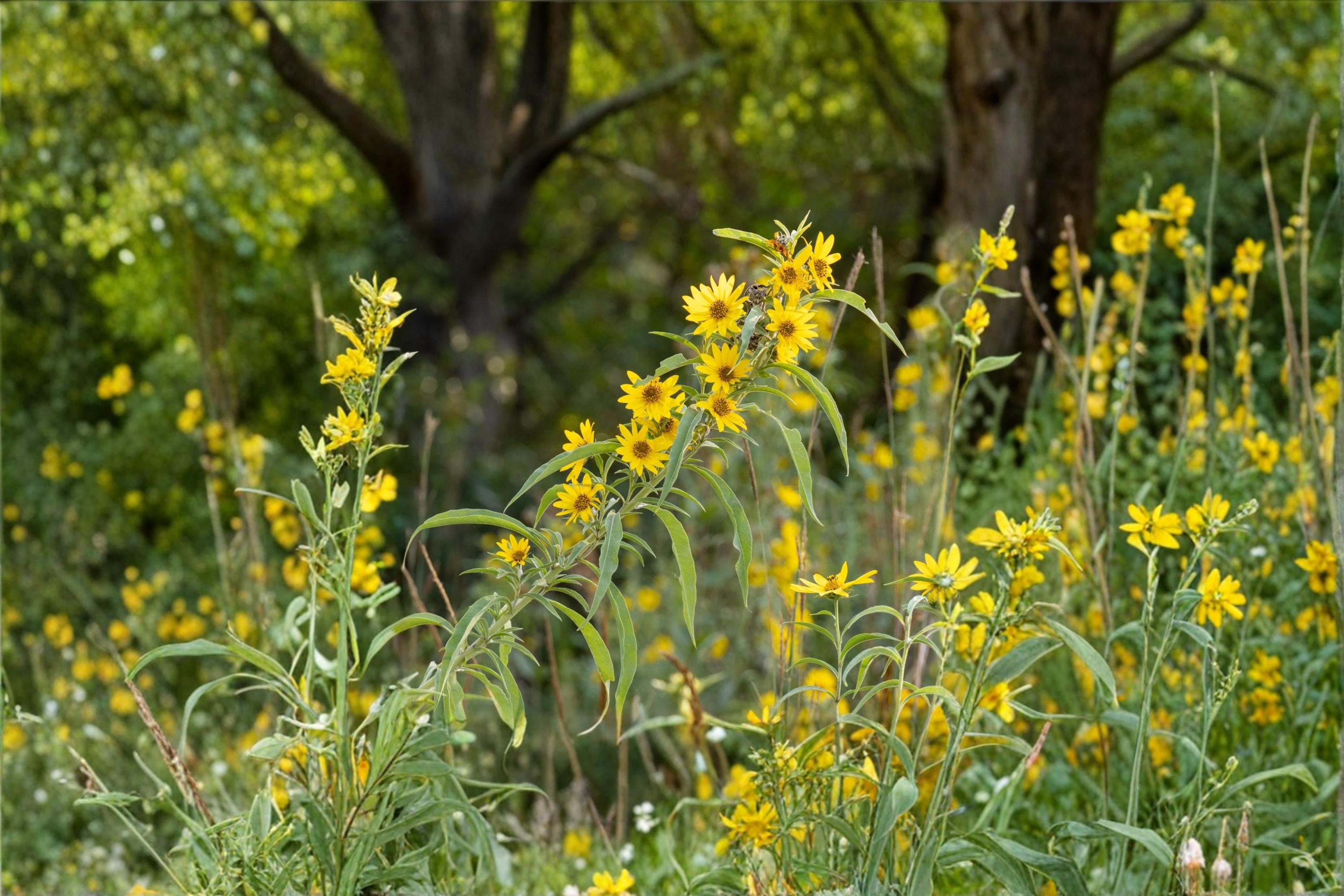 Maximilian Sunflower Seeds – Helianthus maximiliani – Perennial Wildflower with Bright Yellow Daisy-Like Blooms for Pollinator Gardens