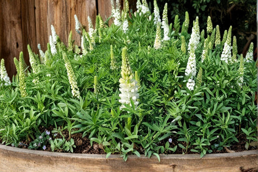 White Lupine Seeds – Perennial Flowering Plant with White Bloom Spikes – Lupinus polyphyllus for Garden Borders & Meadow Plantings