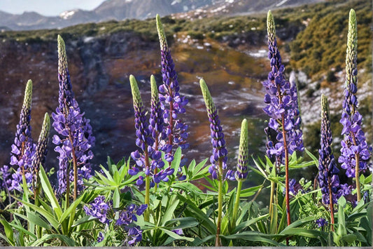 Riverbank Lupine Seeds – Lupinus rivularis Perennial Flower with Purple to Blue Blooms, Native Coastal Plant, Nitrogen-Fixing Seed Pack