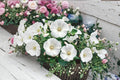 Dwarf White Rose Mallow Seeds – Lavatera trimestris, Annual Flower with White Funnel-Shaped Blooms, Compact Garden Plant