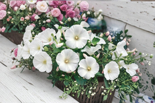 Dwarf White Rose Mallow Seeds – Lavatera trimestris, Annual Flower with White Funnel-Shaped Blooms, Compact Garden Plant