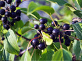 Black Cherry Tree Bare Root 2 ft Prunus serotina Native Fruit Tree for Landscaping & Wildlife