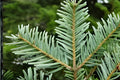 European Silver Fir Tree Seeds, Abies alba, Evergreen Conifer, Soft Silvery Needles, Cold Hardy, Reforestation & Landscaping