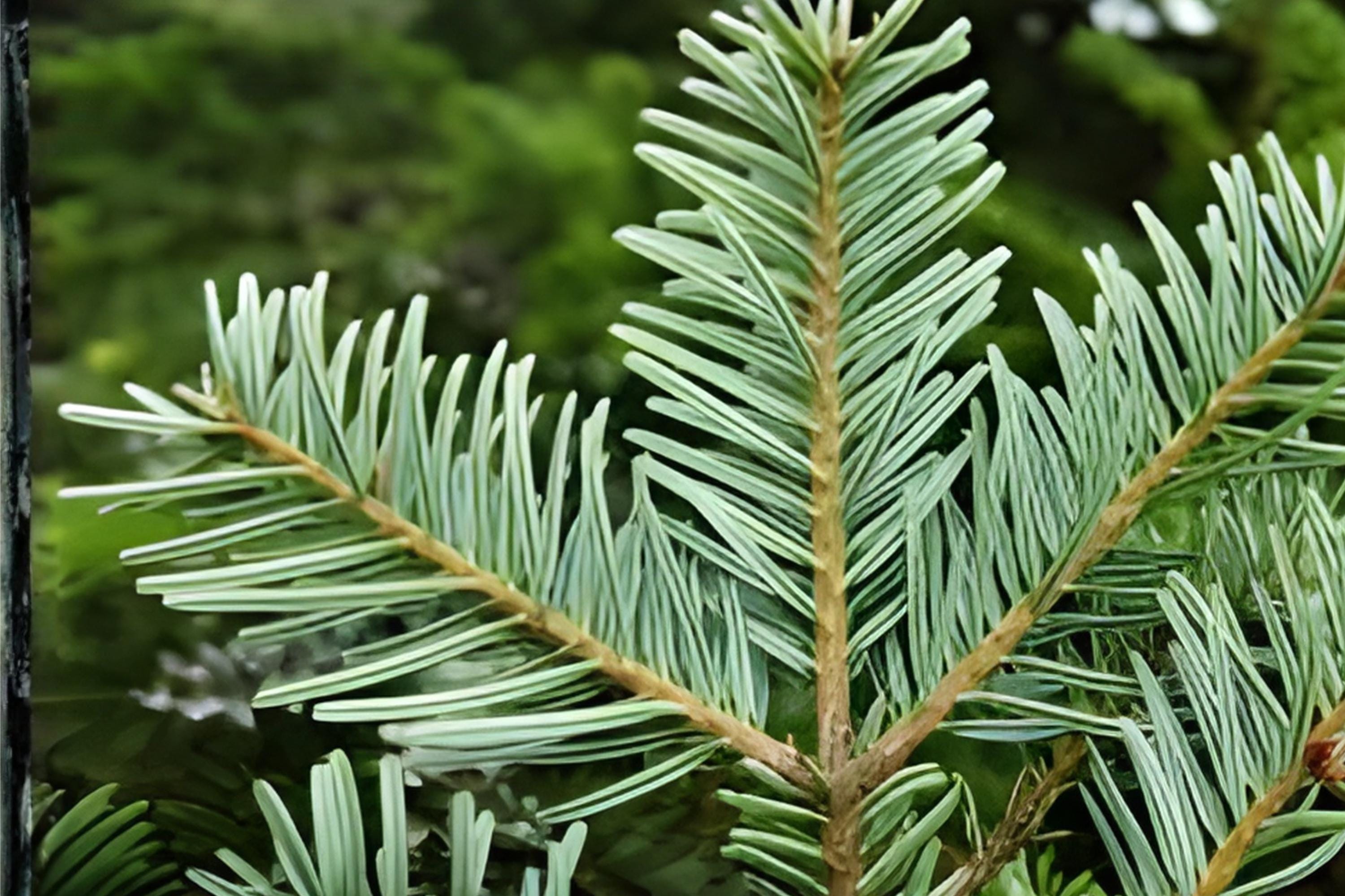 European Silver Fir Tree Seeds, Abies alba, Evergreen Conifer, Soft Silvery Needles, Cold Hardy, Reforestation & Landscaping